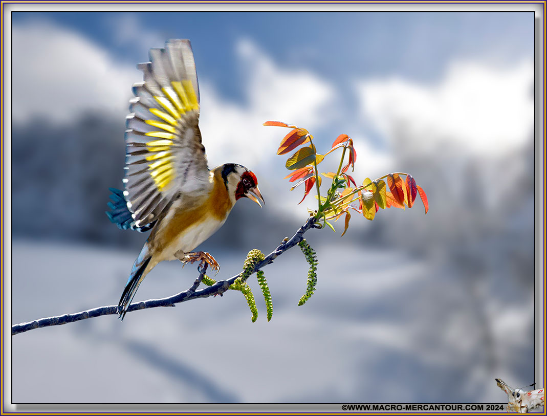 Chardonneret élégant